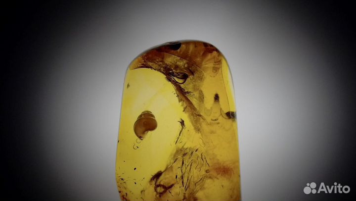 Янтарь с инклюзами