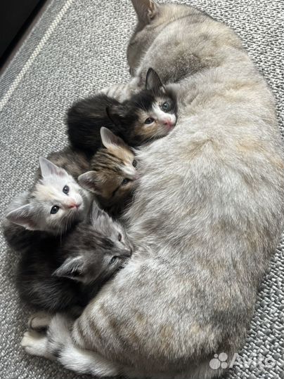 Котята в добрые руки бесплатно