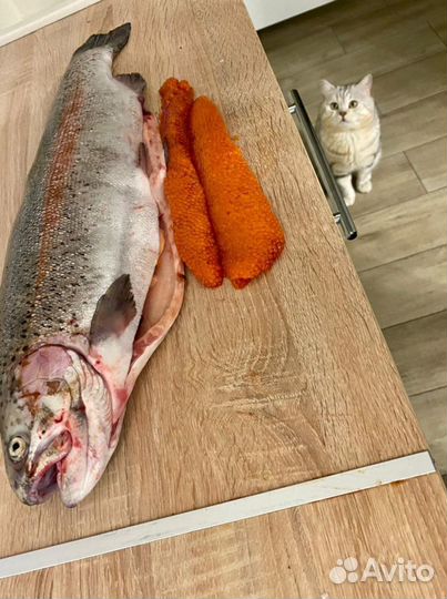 Радужная форель