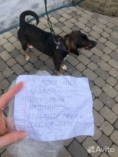 Собака бесплатно