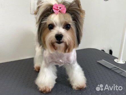 Груминг стрижка животных