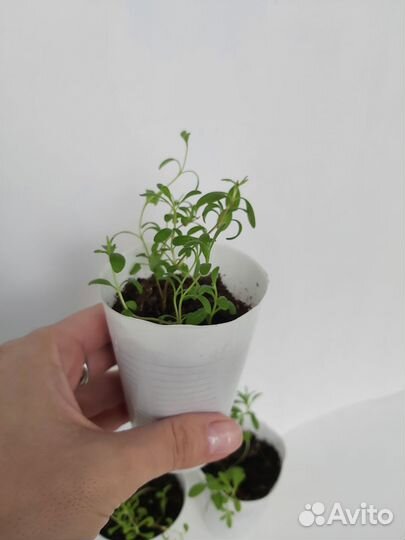 Лаванда узколистная рассада