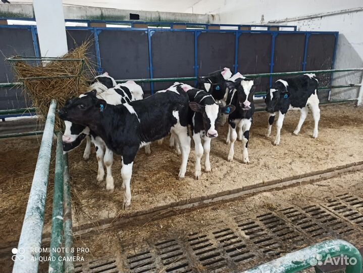 Телята мясной породы бычки