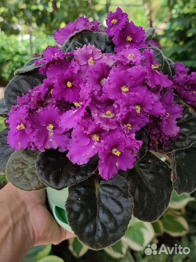 Пеларгонии и фиалки