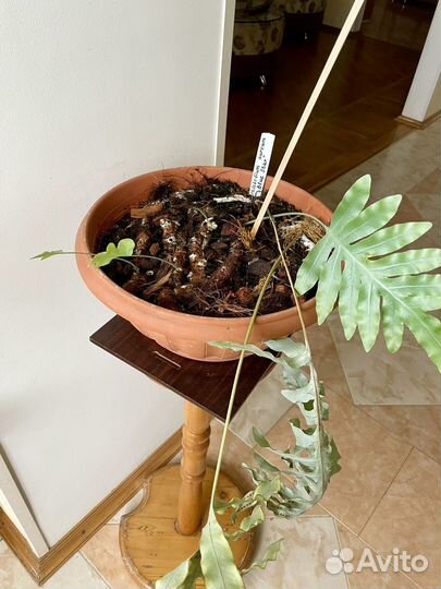 Растения комнатные