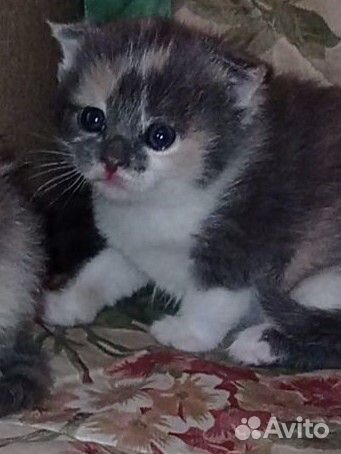 Шотландские вислоухие котята