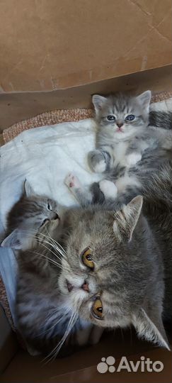 Отдам бесплатно