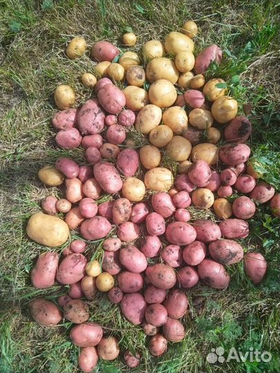 Красный картофель на еду и семена