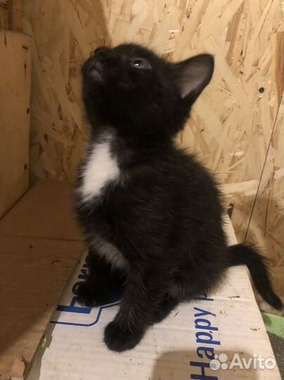 Спасенный Котик в добрые руки маркиз черный белый