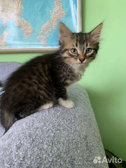 Плюшевый мальчишка