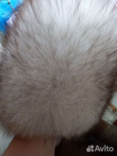 Шапка песцовая