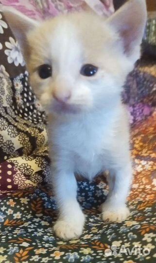 Кремовый британец