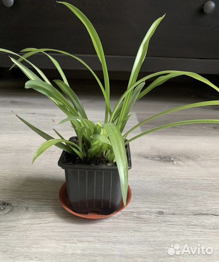 Хлорофитум зеленый и другие комнатные растения