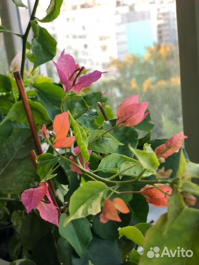 Бугенвиллия разные сорта