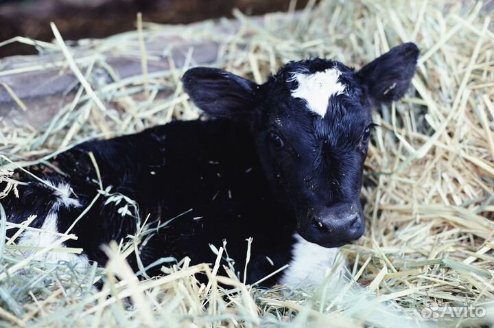 Бычок теленок