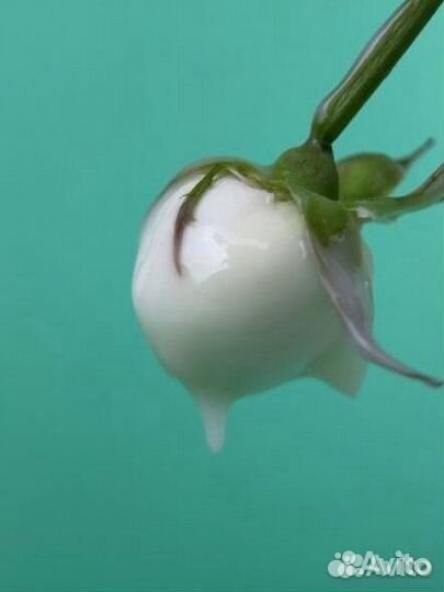 Предметная видеосъемка