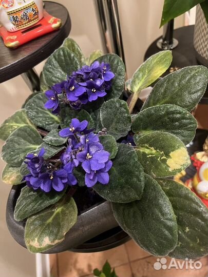 Продам цветы комнатные