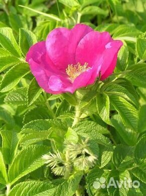 Семена шиповника