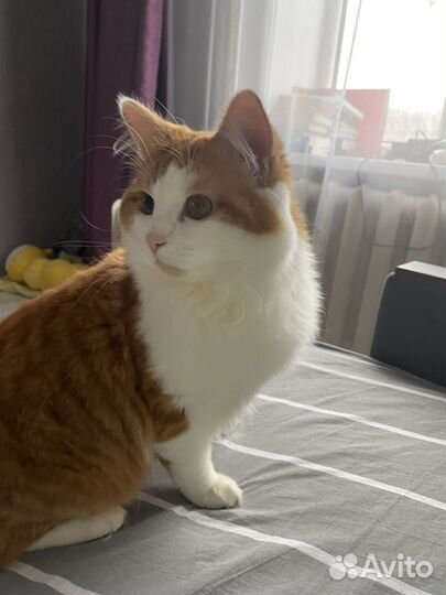 Отдадим в добрые руки