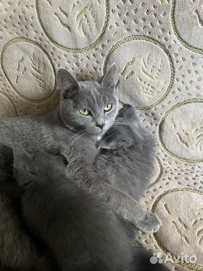 Котята бесплатно