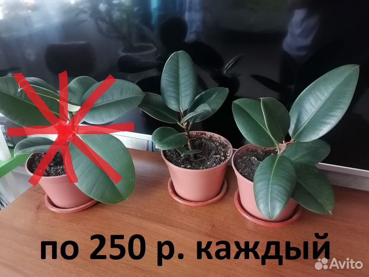 Комнатные цветы