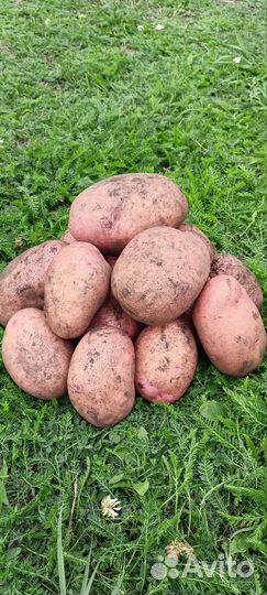 Семенной картофель