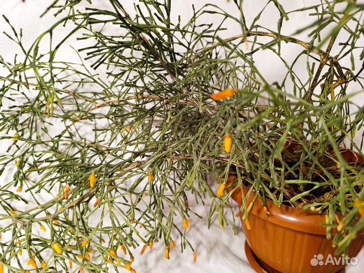 Хатиора - комнатное растение. Цветок Палочник