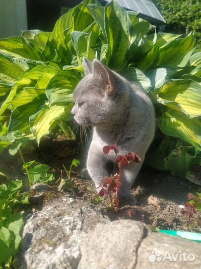 Британская