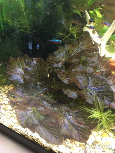 Нимфея красная