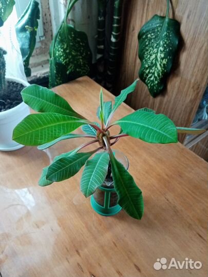 Диффенбахия