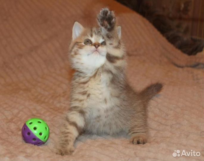 Породистый золотой мальчик с прививками