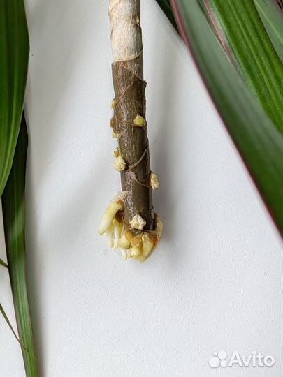 Пальма драцена росток укоренённый