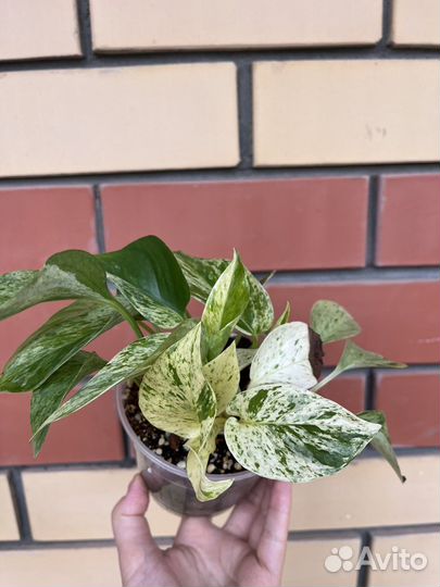 Сциндапсусы