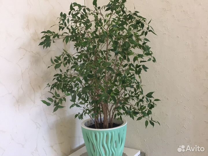 Фикус Бенджамина