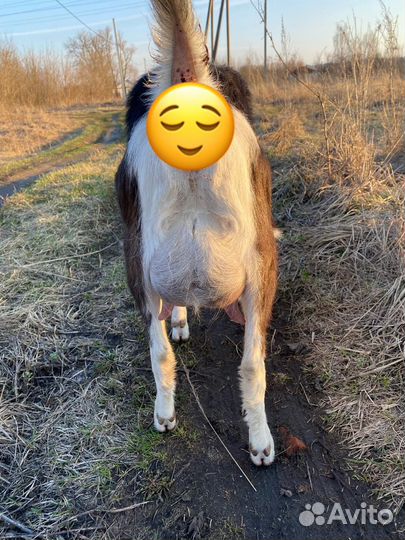 Коза дойная ламанча