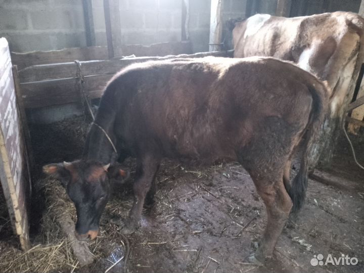 Телка и бычек