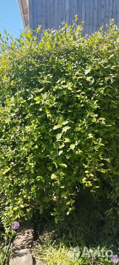 Плакучая шелковица и верба