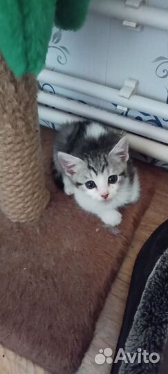 Котята в дар