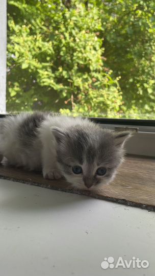 Кошки в добрые руки