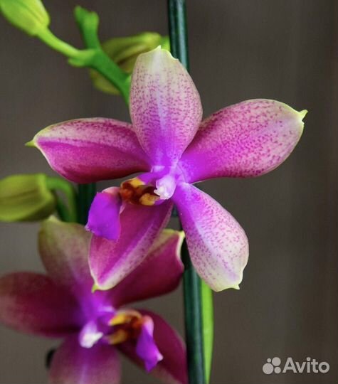 Орхидея Фаленопсис