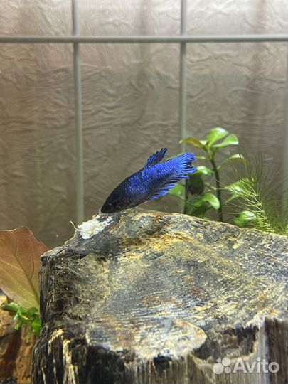 Рыба петушок самка