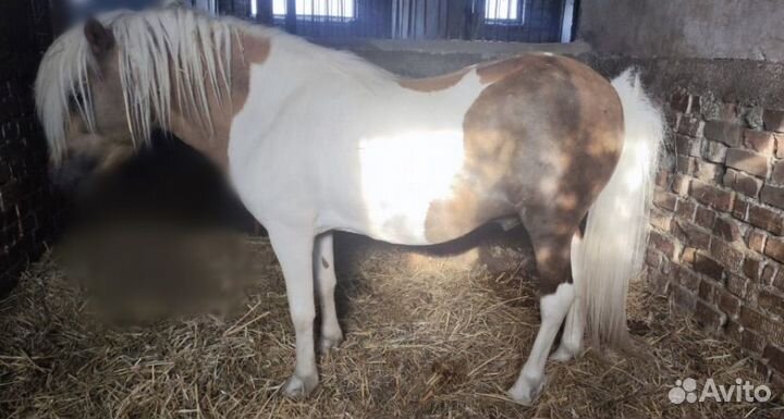 Шетлендский пони