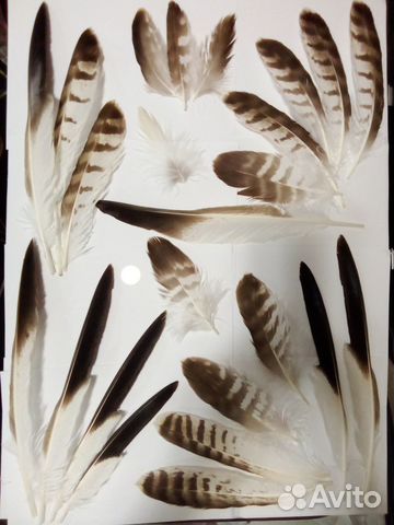 Перья хищной птицы