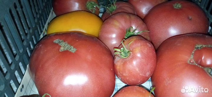 Помидоры (томаты)