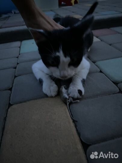 Кошка мышеловка