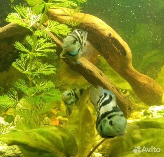 Аквариумные рыбки цихлиды