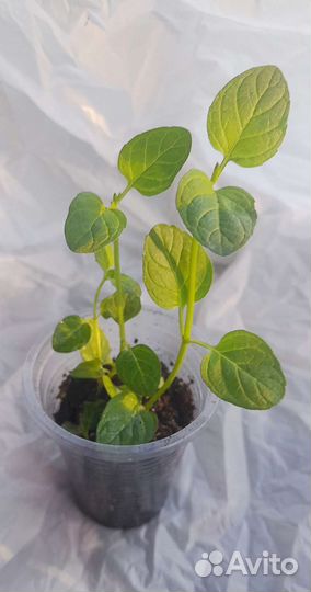 Мята Апельсиновая