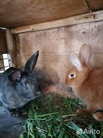 Мясо кролика