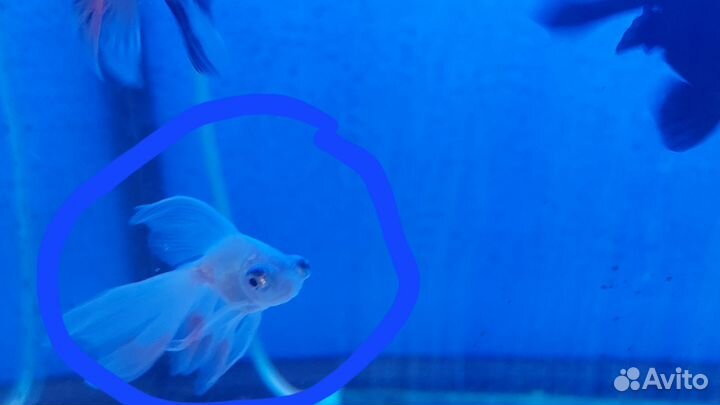 Золотые рыбки