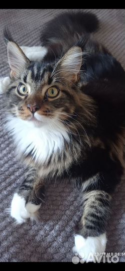 Мейн-кун вязка